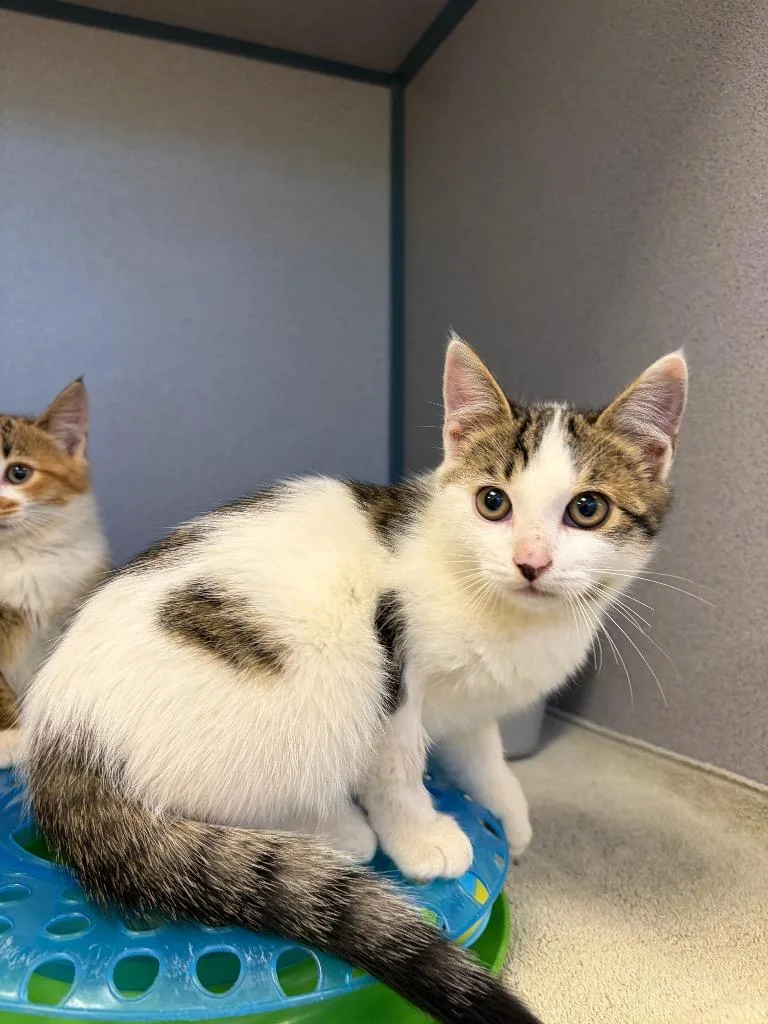A baby small-sized male Domestic Short Hair cat named Max for adoption in Liverpool, NY