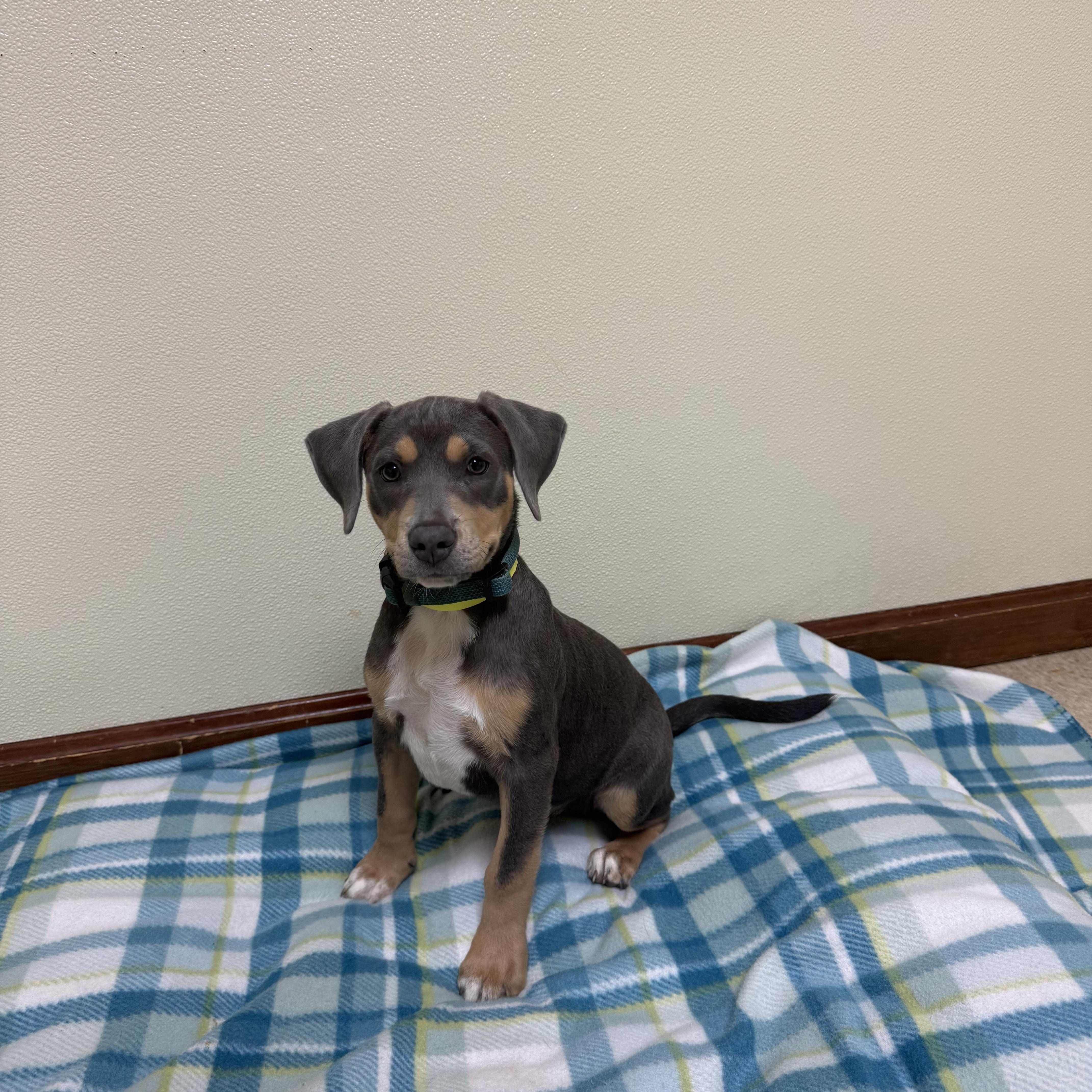A baby medium-sized female Gray / Blue / Silver Terrier dog named Rosebud for adoption in Douglas, MA