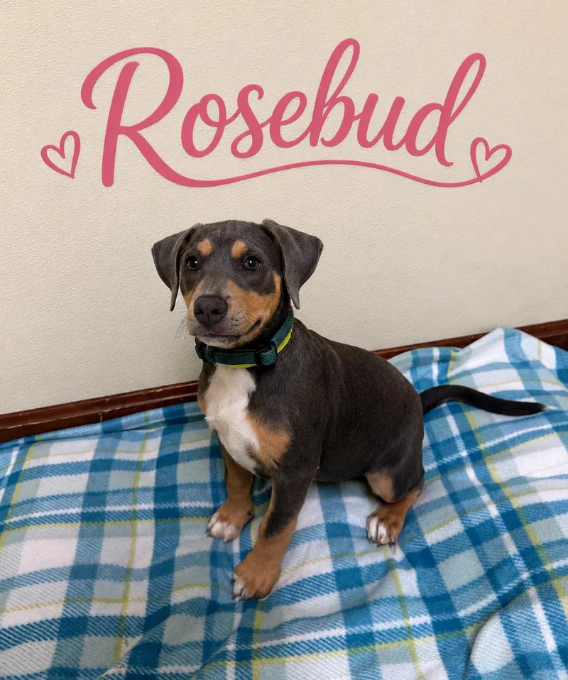 Rosebud thumbnail 2
