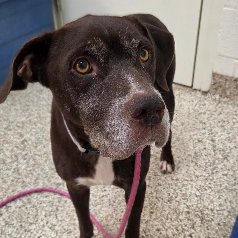 A senior medium-sized female Black Mixed Breed dog named Esme for adoption in Auburn, AL