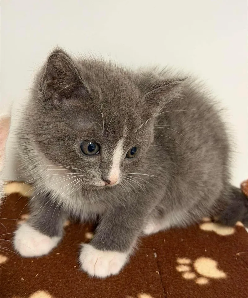 A baby small-sized female Domestic Short Hair cat named Kalena for adoption in Othello, WA
