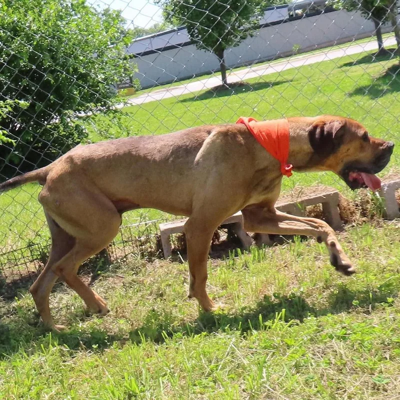 An adult large-sized male Yellow / Tan / Blond / Fawn Great Dane dog named Arlo for adoption in Wadena, MN