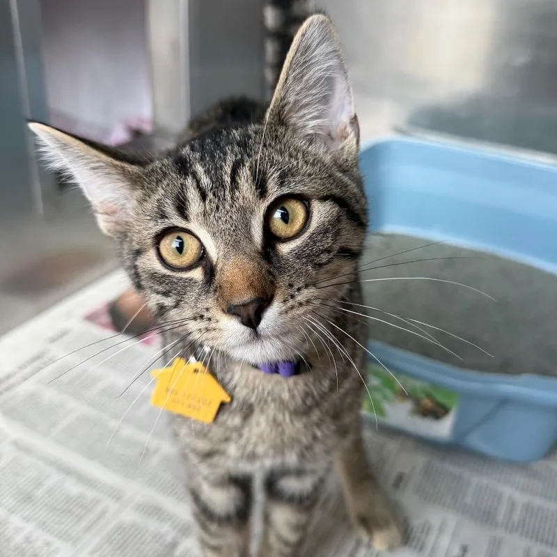 A baby small-sized male Brown / Chocolate Domestic Short Hair cat named Klondike for adoption in Springfield, MA