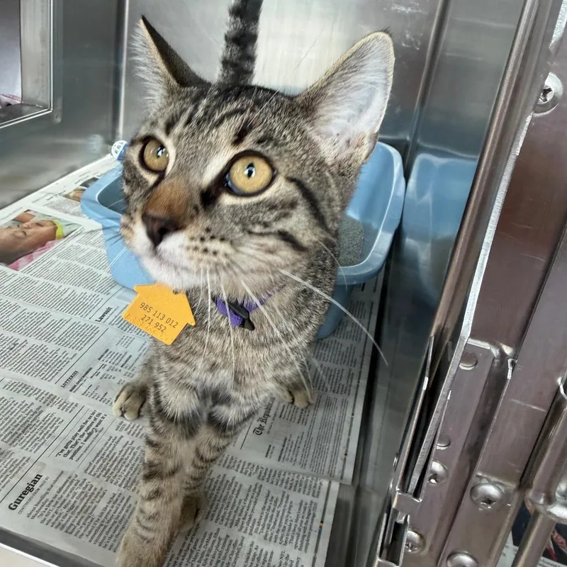 Klondike thumbnail 2