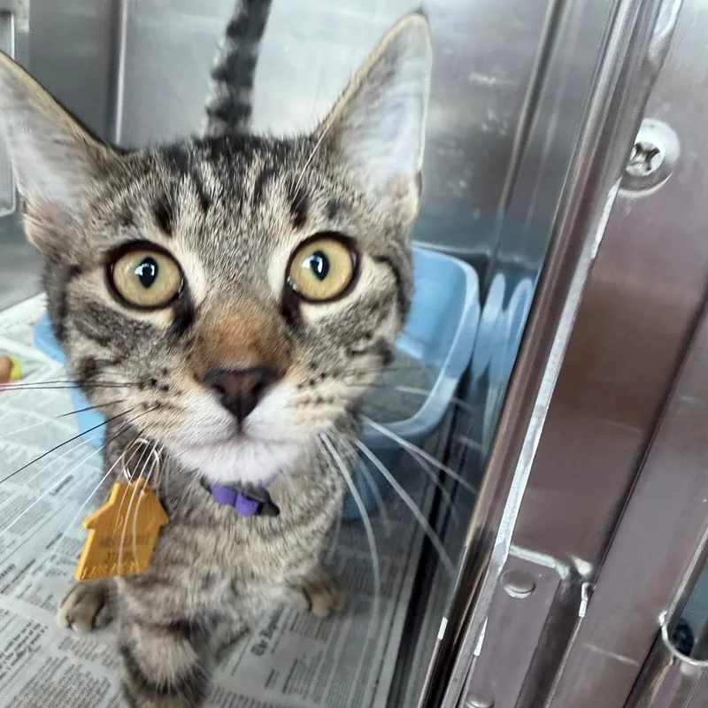 Klondike thumbnail 3