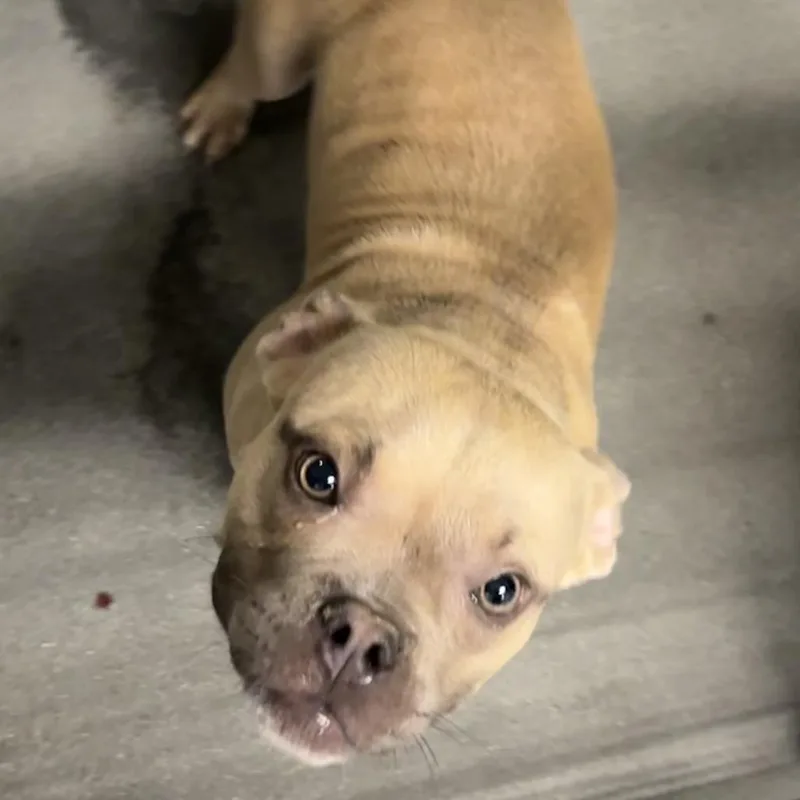 An adult small-sized female Pit Bull Terrier dog named Slurpee A for adoption in Mission Hills, CA