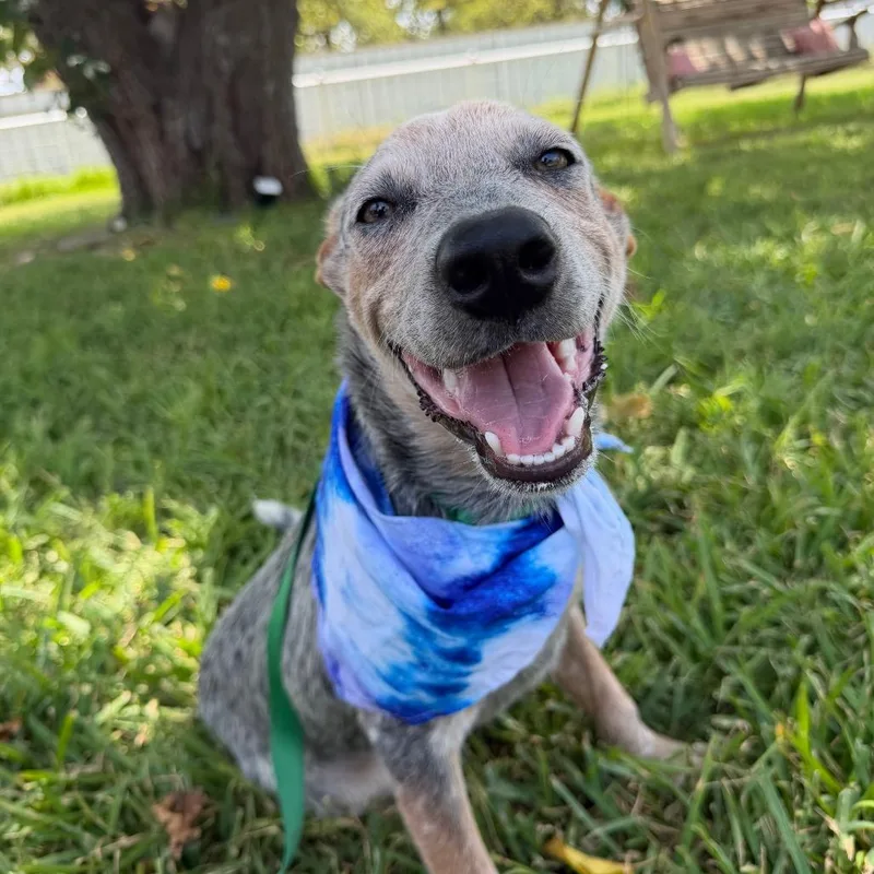 A young medium-sized male Black Australian Cattle Dog / Blue Heeler dog named Kody for adoption in Aledo, TX