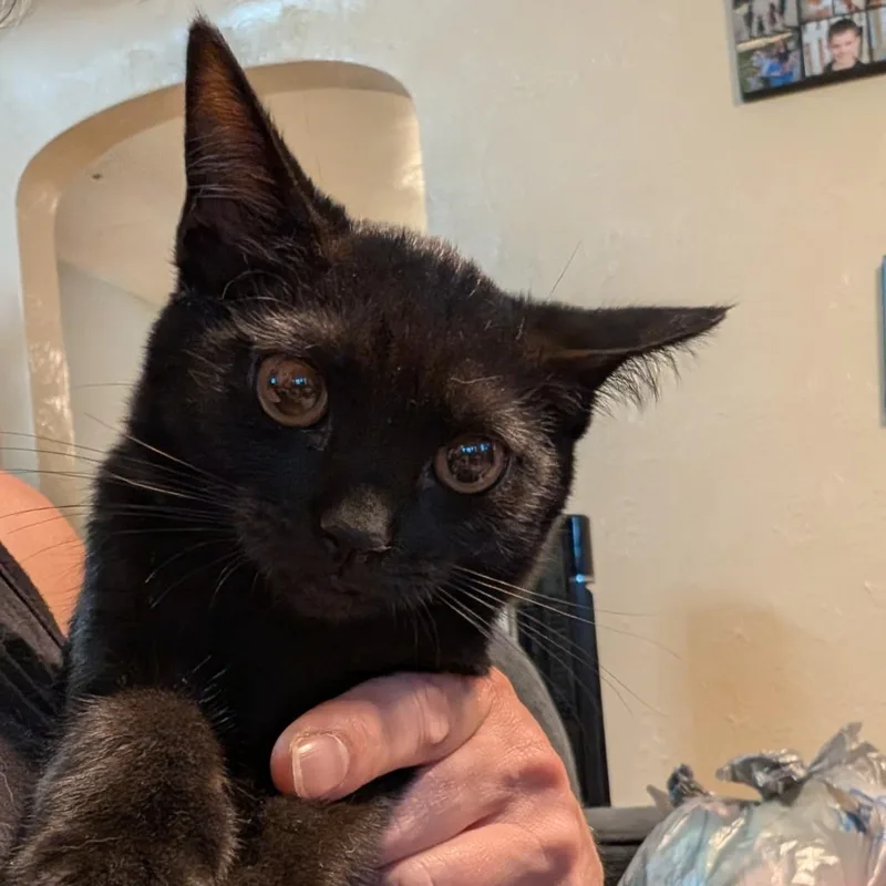 A baby small-sized female Black Domestic Short Hair cat named Blackberry for adoption in Irwin, PA
