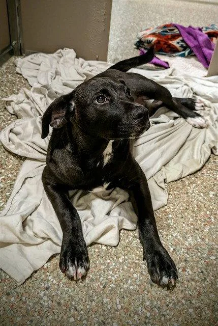 A baby large-sized female Labrador Retriever dog named Bonbon for adoption in Clyde, NC