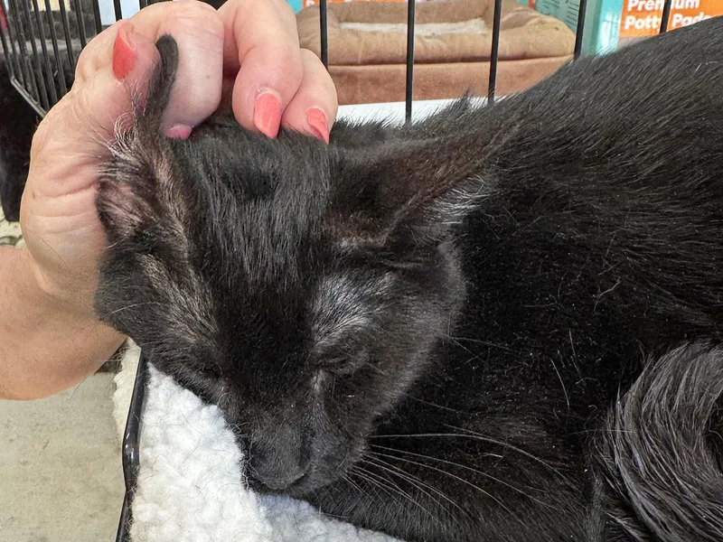 Simba  Fully Sponsored thumbnail 2