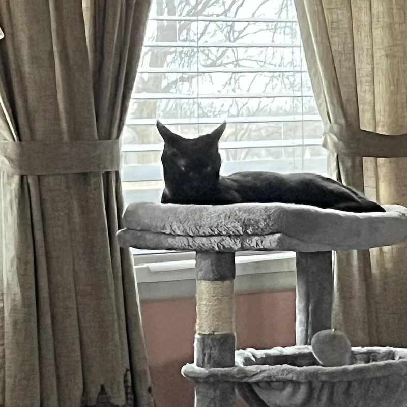 Simba  Fully Sponsored thumbnail 3