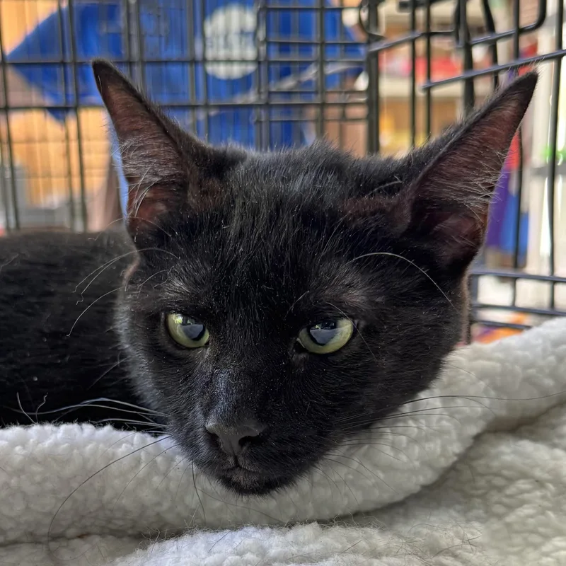 Simba  Fully Sponsored