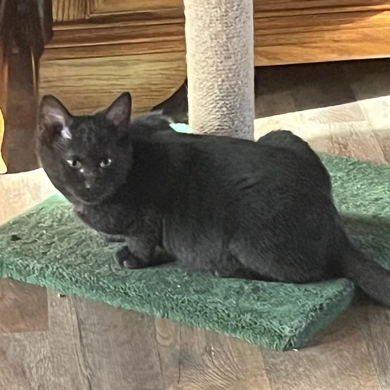 Simba  Fully Sponsored thumbnail 4