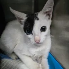 A baby small-sized female Domestic Short Hair cat named Ozarka for adoption in Fort Collins, CO
