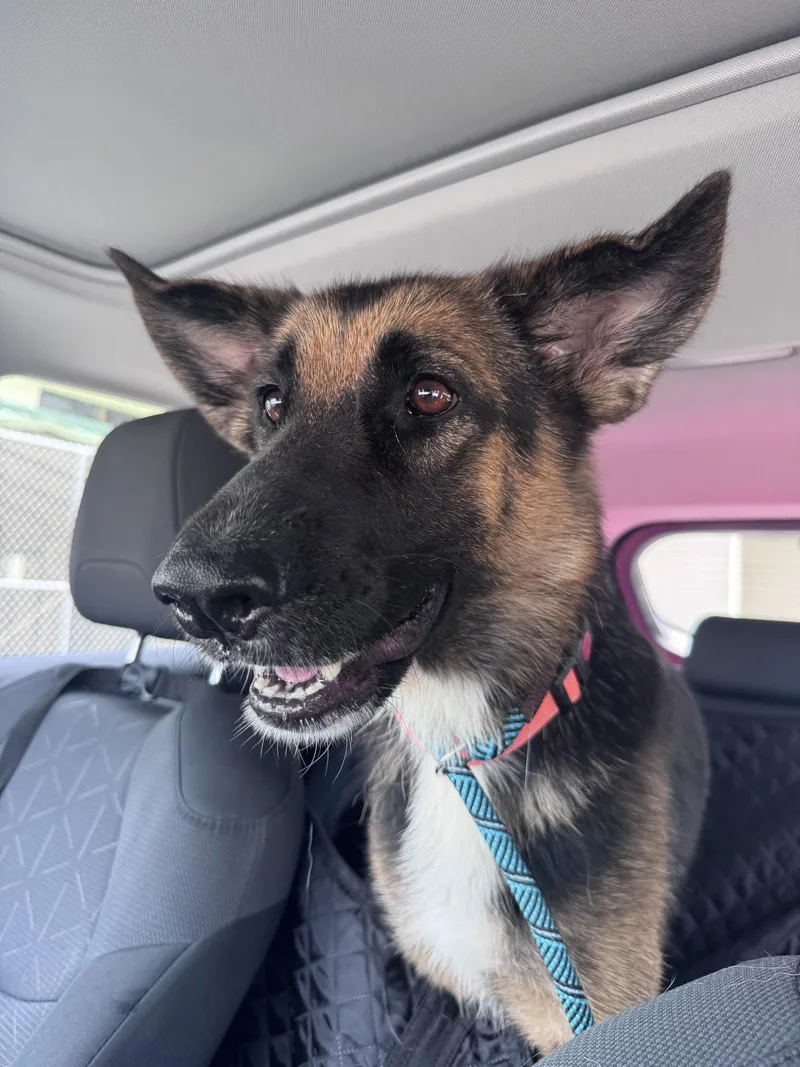An adult medium-sized female German Shepherd Dog dog named Bonny for adoption in Pompano Beach, FL