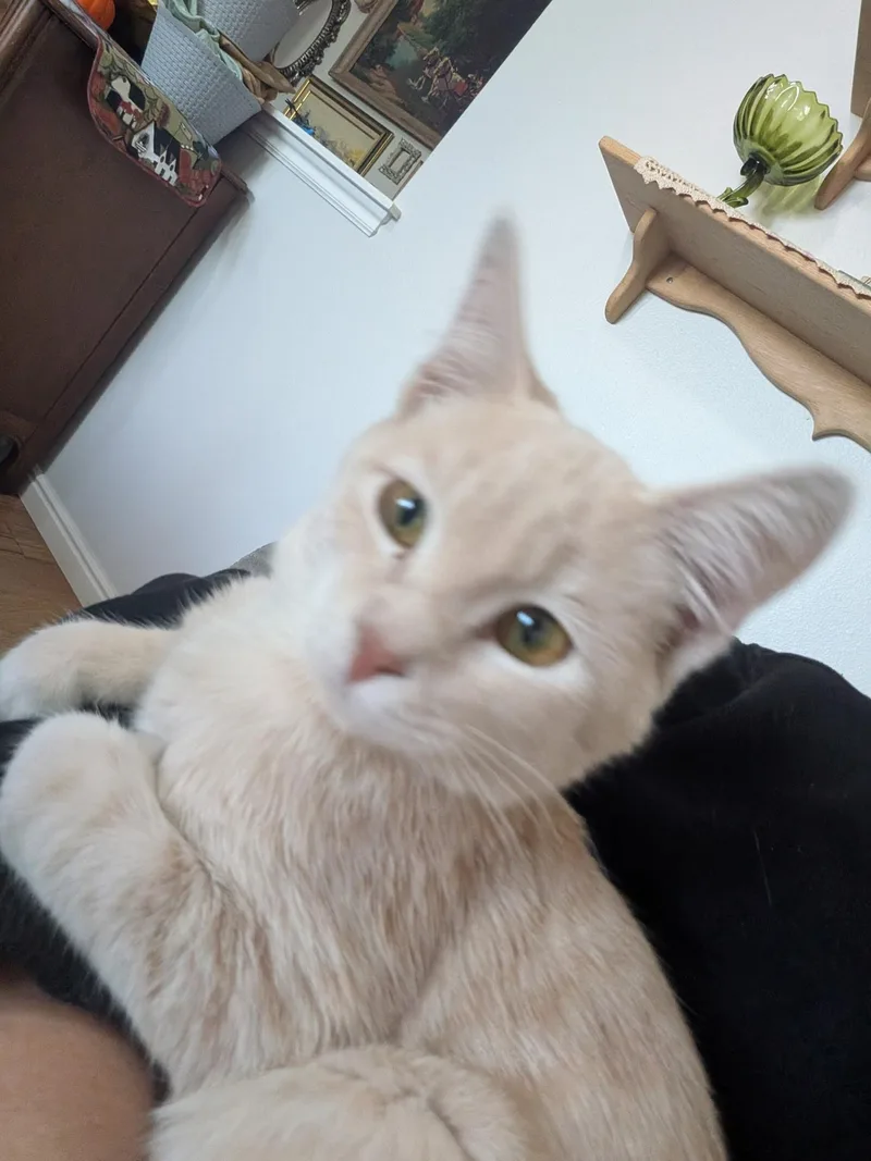 A baby medium-sized female Domestic Short Hair cat named Maple for adoption in Pocatello, ID