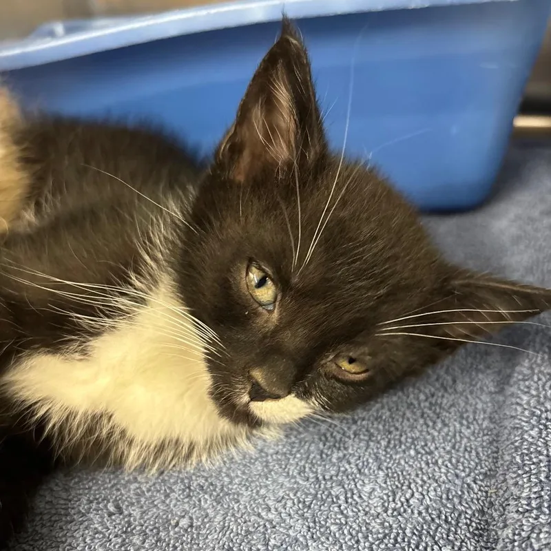 A baby small-sized male Black Domestic Short Hair cat named Cookie for adoption in Montgomery, AL