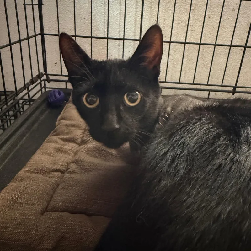 An adult medium-sized male Black Domestic Short Hair cat named Salem for adoption in Yucaipa, CA