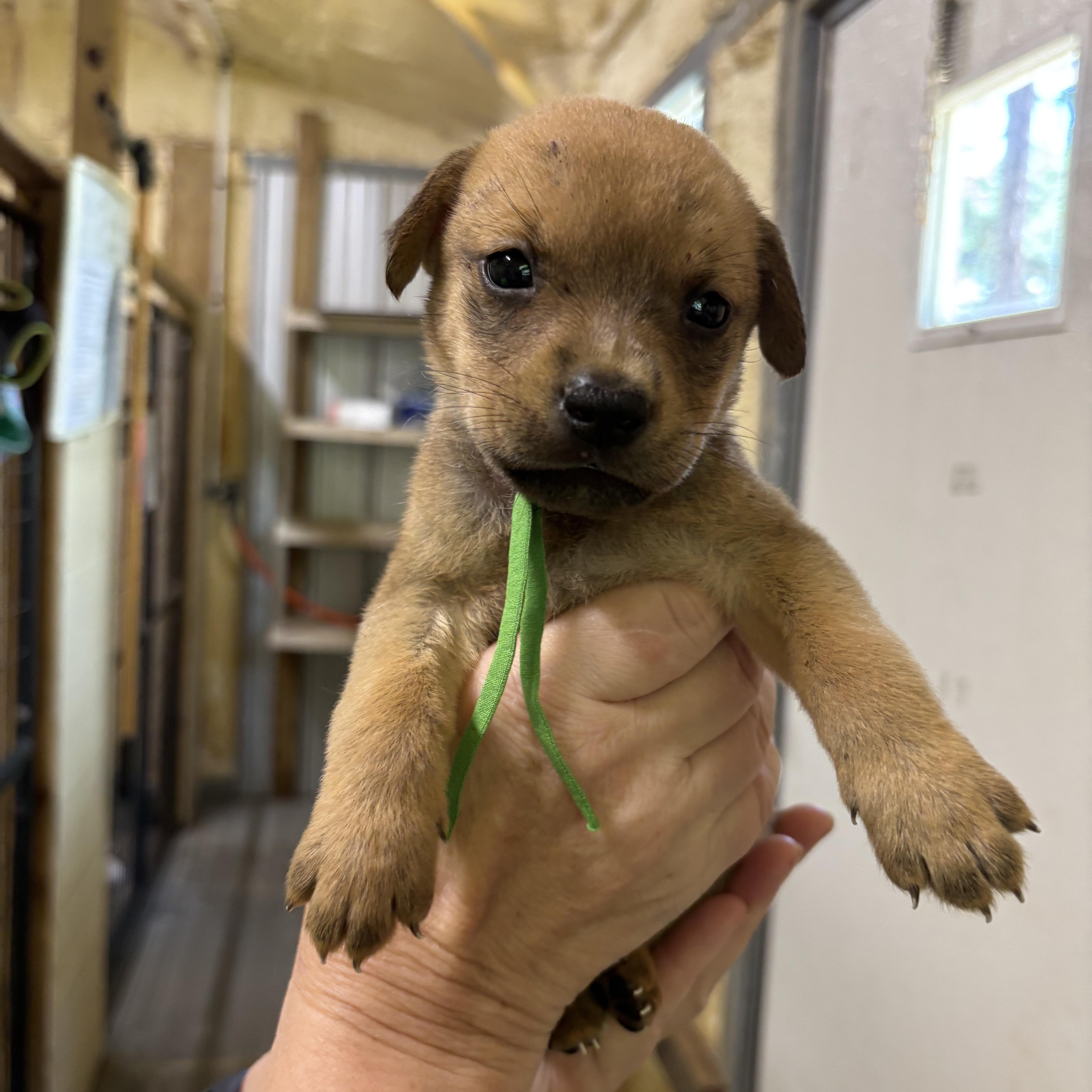 A baby medium-sized male Golden Mixed Breed dog named Forest for adoption in Ruston, LA