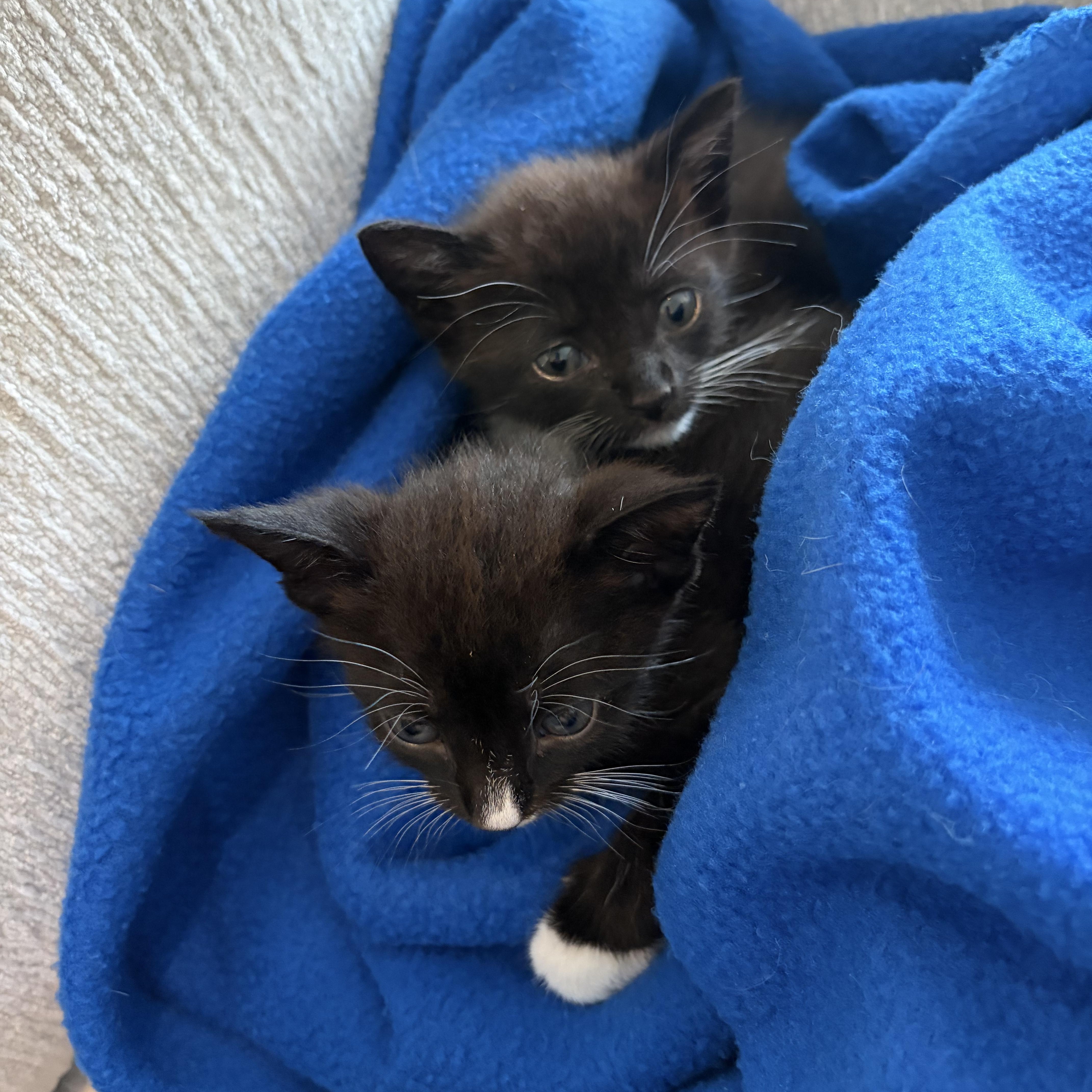 A baby medium-sized male Domestic Short Hair cat named Hemi for adoption in Bordentown, NJ