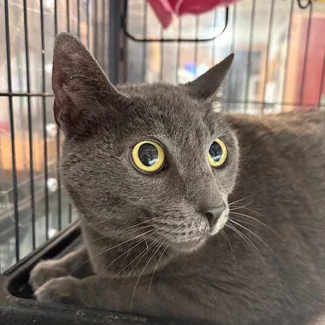 An adult medium-sized female Gray / Blue / Silver Russian Blue cat named Circe for adoption in Porter, TX