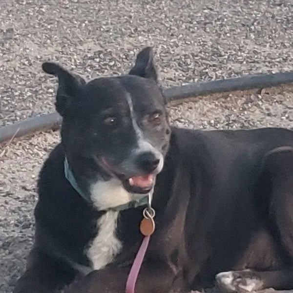 A senior large-sized female Black Labrador Retriever dog named Marge for adoption in Chino valley, AZ