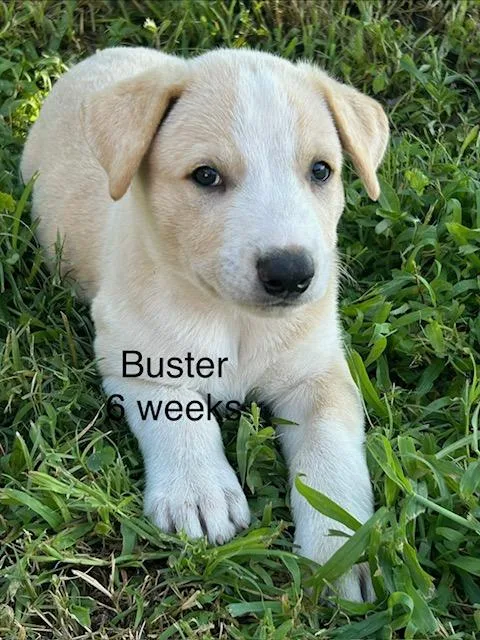 Buster Bee