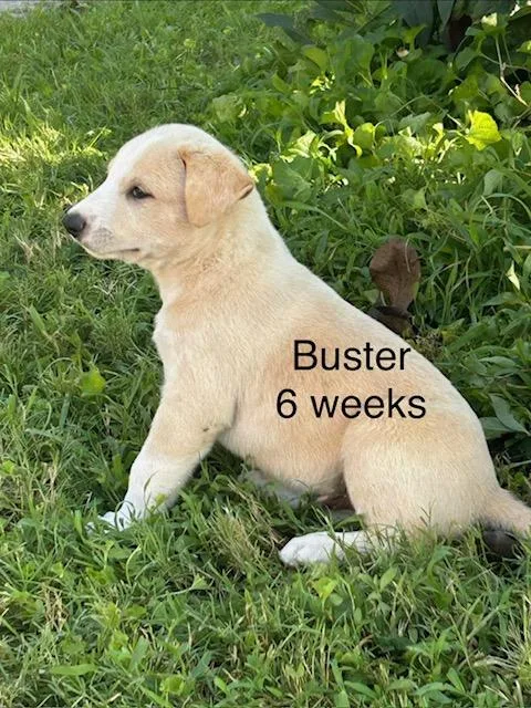 Buster Bee thumbnail 2