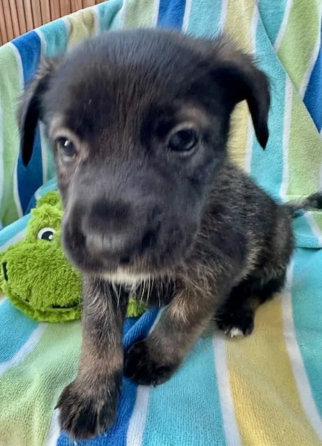 A baby medium-sized male Shepherd dog named Barolo for adoption in Houston, TX