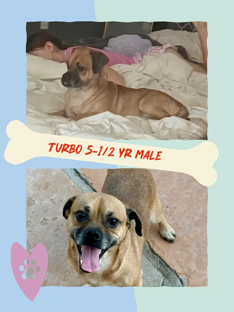 Turbo   Year