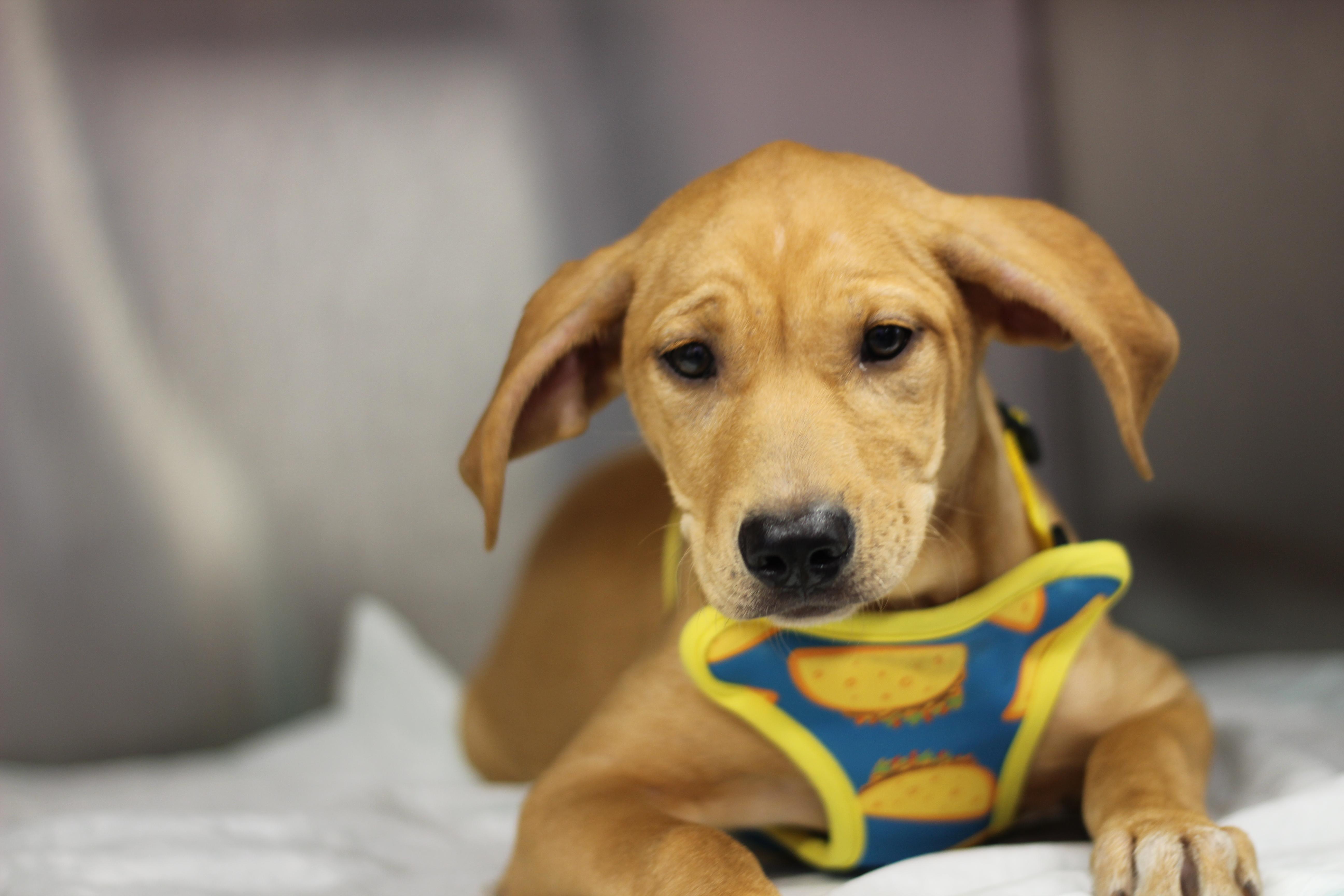 A baby medium-sized female Golden Labrador Retriever dog named Honey for adoption in Rockford, IL