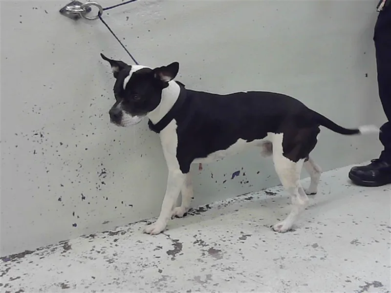 An adult medium-sized male Staffordshire Bull Terrier dog named Hank for adoption in Houston, TX