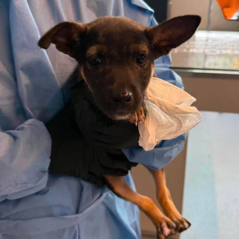 A baby small-sized female Black Mixed Breed dog named D.w. for adoption in Huntington, WV