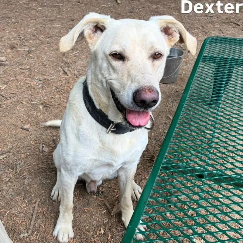 An adult large-sized male Labrador Retriever dog named Dexter for adoption in Little Rock, AR
