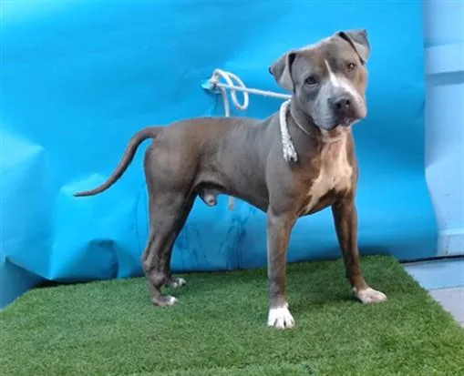 An adult large-sized male Pit Bull Terrier dog named Taylor for adoption in Gardena, CA
