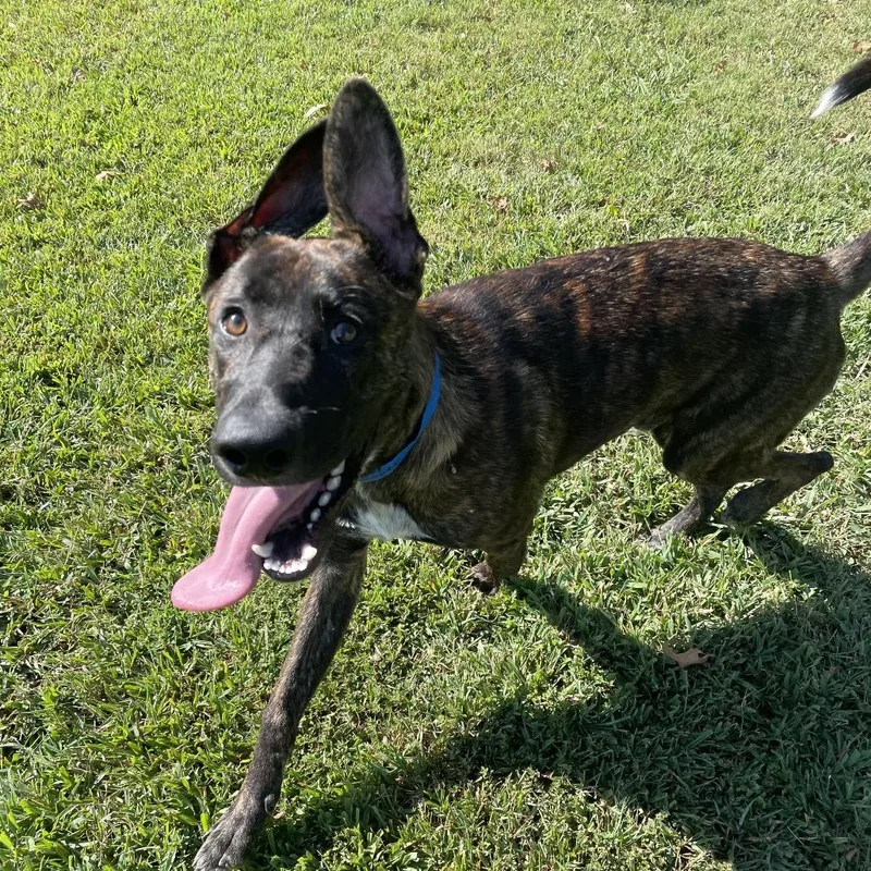 A young medium-sized male Brindle Mixed Breed dog named Gooper for adoption in Chattanooga, TN