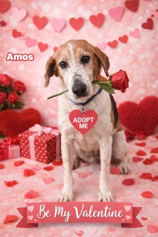 Amos thumbnail 2