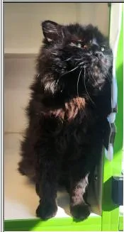 An adult medium-sized male Black Domestic Long Hair cat named Midnight for adoption in Greenfield, IN