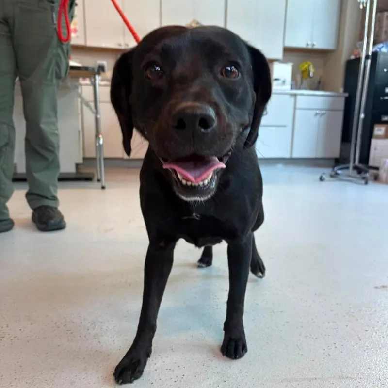 An adult medium-sized female Black Mixed Breed dog named Valena  SH for adoption in Huntington, WV