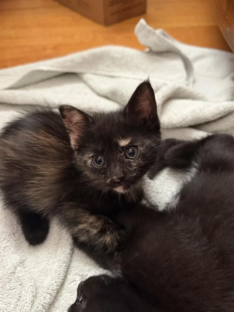 A baby medium-sized female Domestic Short Hair cat named Hattie for adoption in Clinton Township, MI