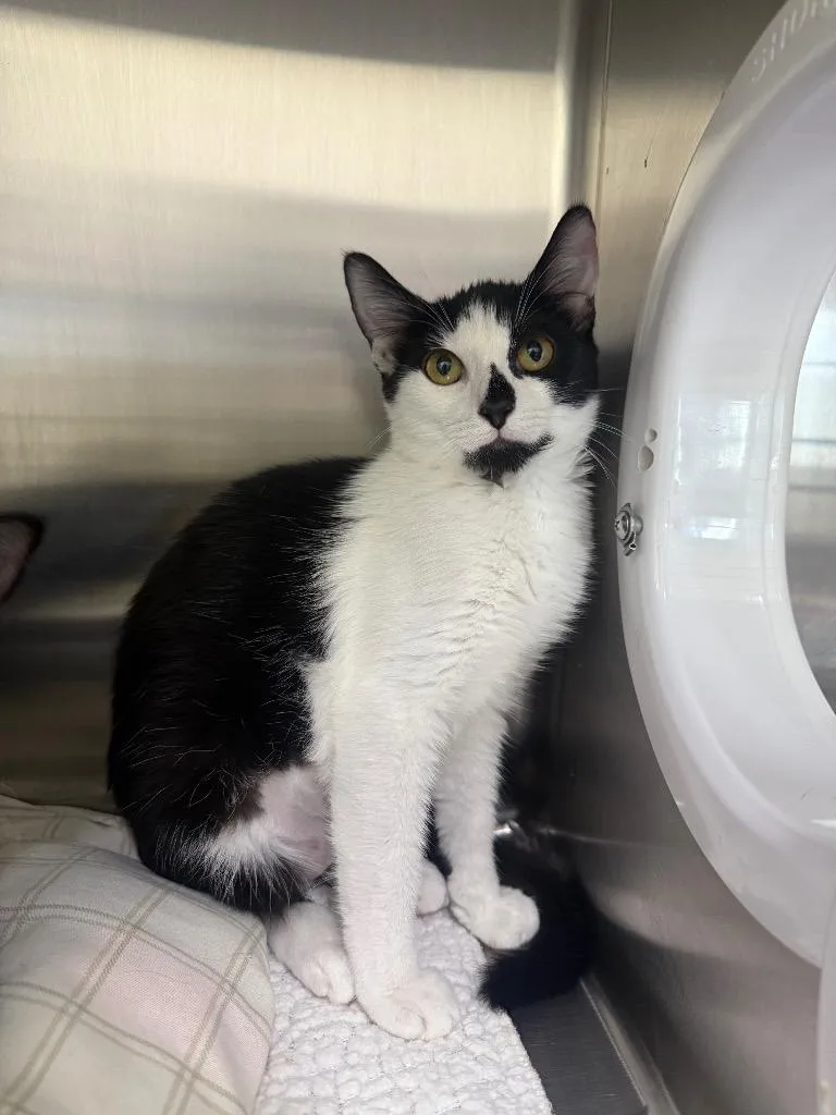 A baby medium-sized female Domestic Short Hair cat named Roz for adoption in Peoria, AZ