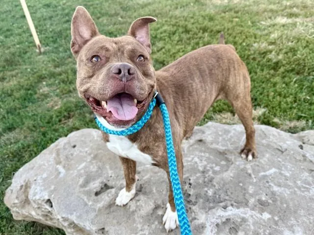 A young medium-sized male Terrier dog named Canyon for adoption in Olivette, MO