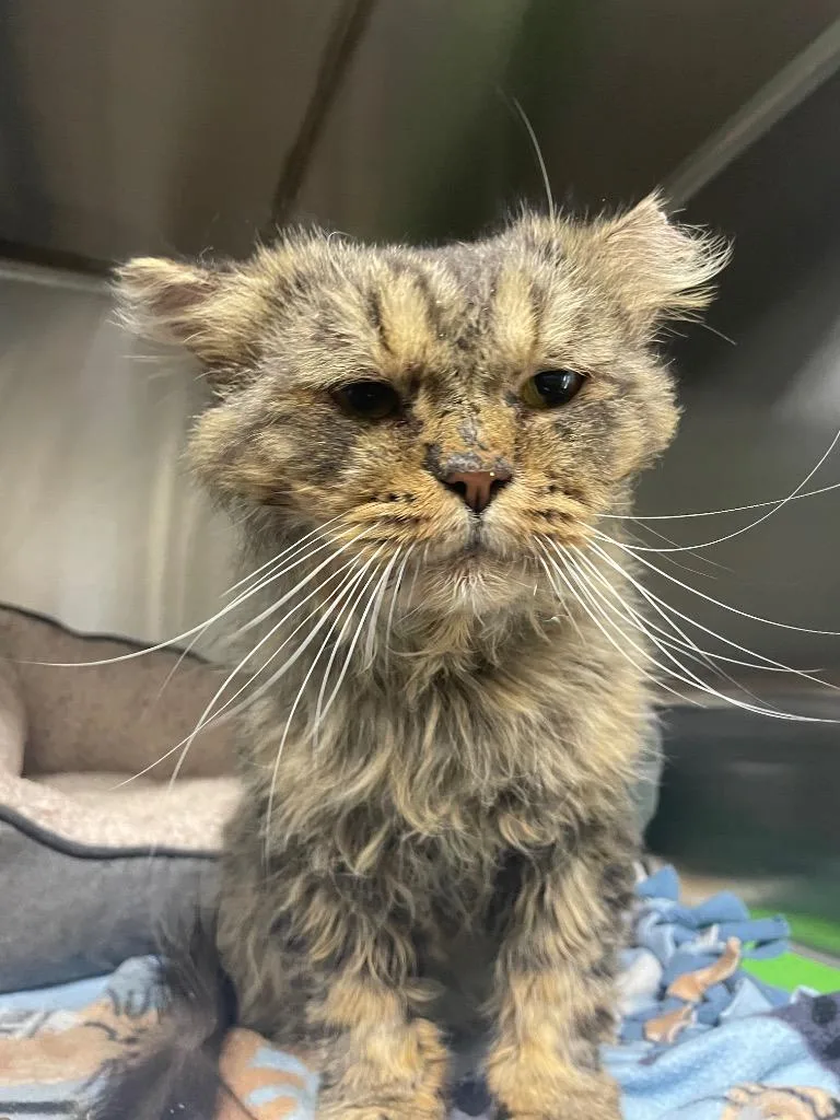 A senior medium-sized male Domestic Long Hair cat named Harold for adoption in Chico, CA
