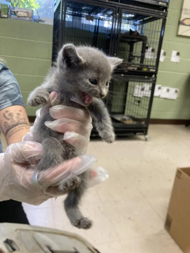 A baby medium-sized female Domestic Short Hair cat named Hot Pot for adoption in Burnsville, NC