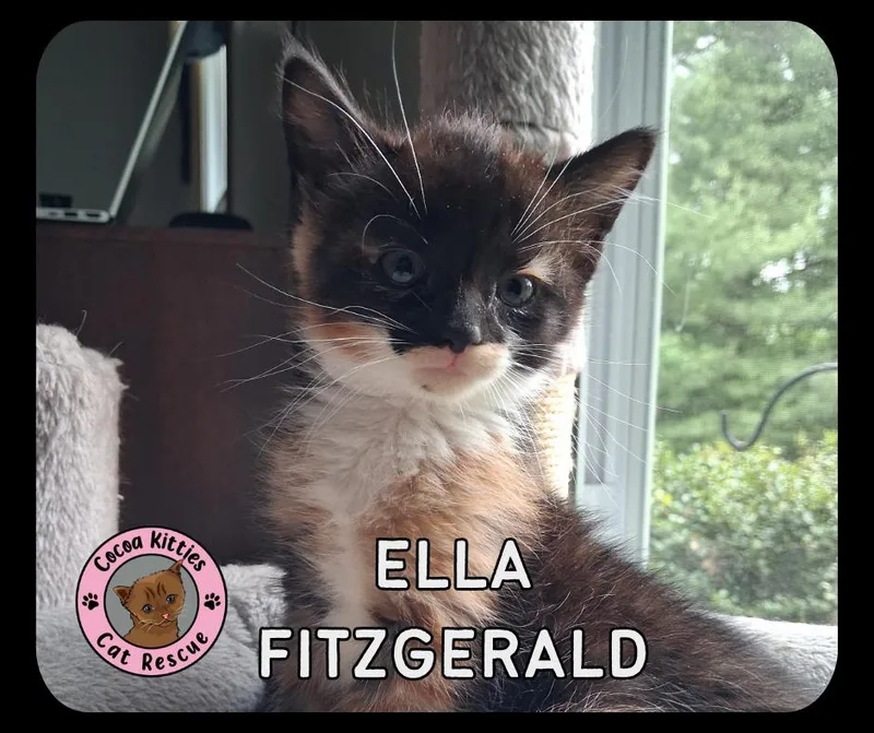 A baby small-sized female Domestic Short Hair cat named Ella Fitzgerald for adoption in Hershey, PA