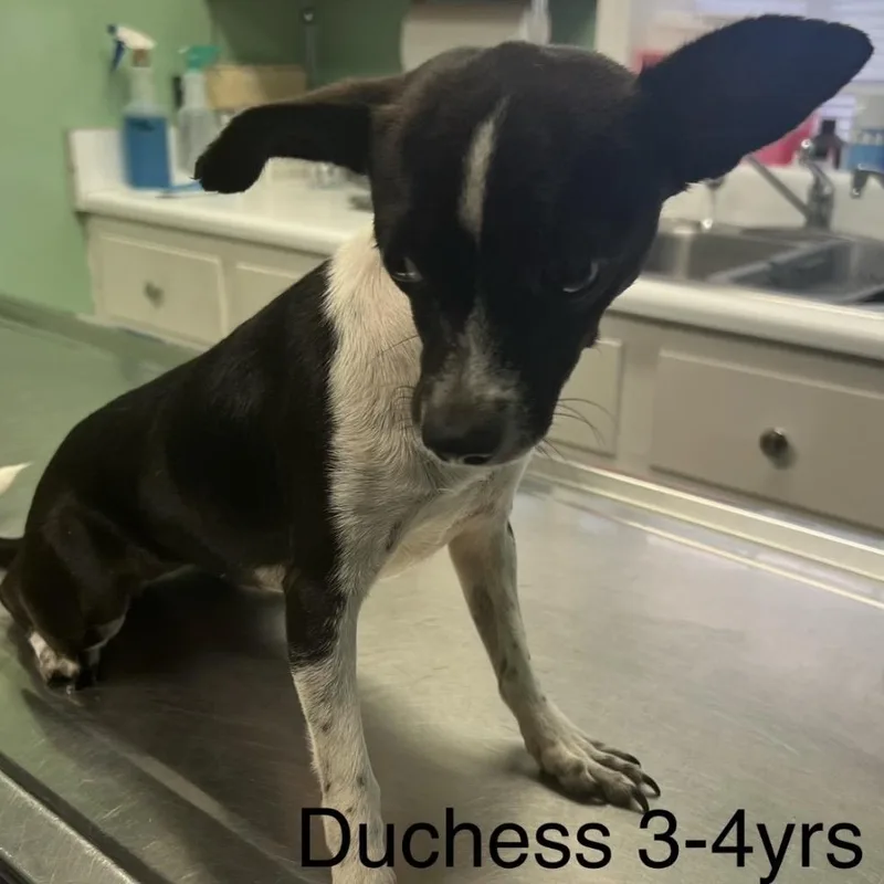 An adult small-sized female Black Chihuahua dog named Dutchess for adoption in Hamilton , NJ