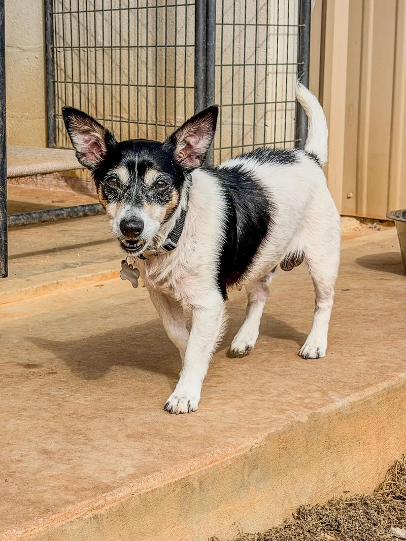 A senior small-sized male Tricolor (Brown, Black, & White) Rat Terrier dog named Archie for adoption in Marble Falls, TX