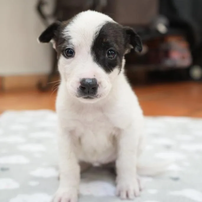 A baby small-sized female White / Cream Mixed Breed dog named Waffle for adoption in Bellingham, WA