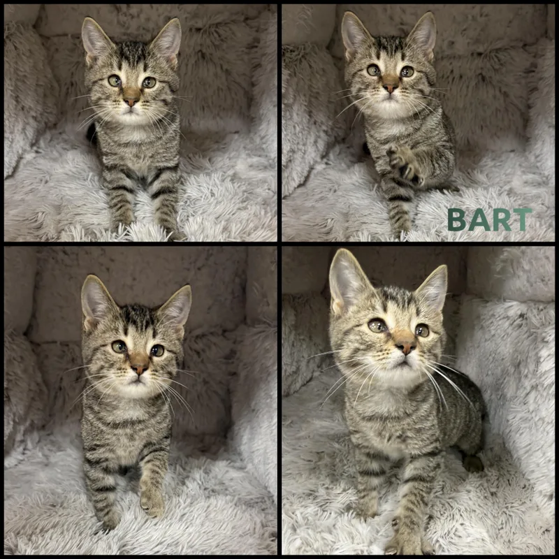 A baby small-sized male Tabby (Buff / Tan / Fawn) Domestic Short Hair cat named Bart for adoption in Louisville, KY