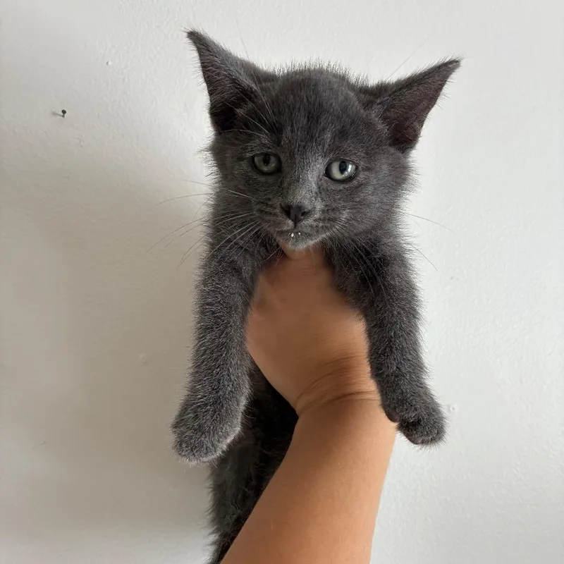 A baby small-sized male Gray / Blue / Silver Domestic Short Hair cat named Crayon in Manchester for adoption in Alexandria, VA